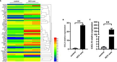 HCV Core Protein Induces Chemokine CCL2 and CXCL10 Expression Through NF-κB Signaling Pathway in Macrophages